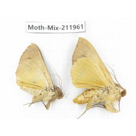 Moths sp. China, Yunnan, Chuxiong, Shuangbai county, N of Mt.Ailaoshan. 2Pcs. Moth-Mix-211961.
