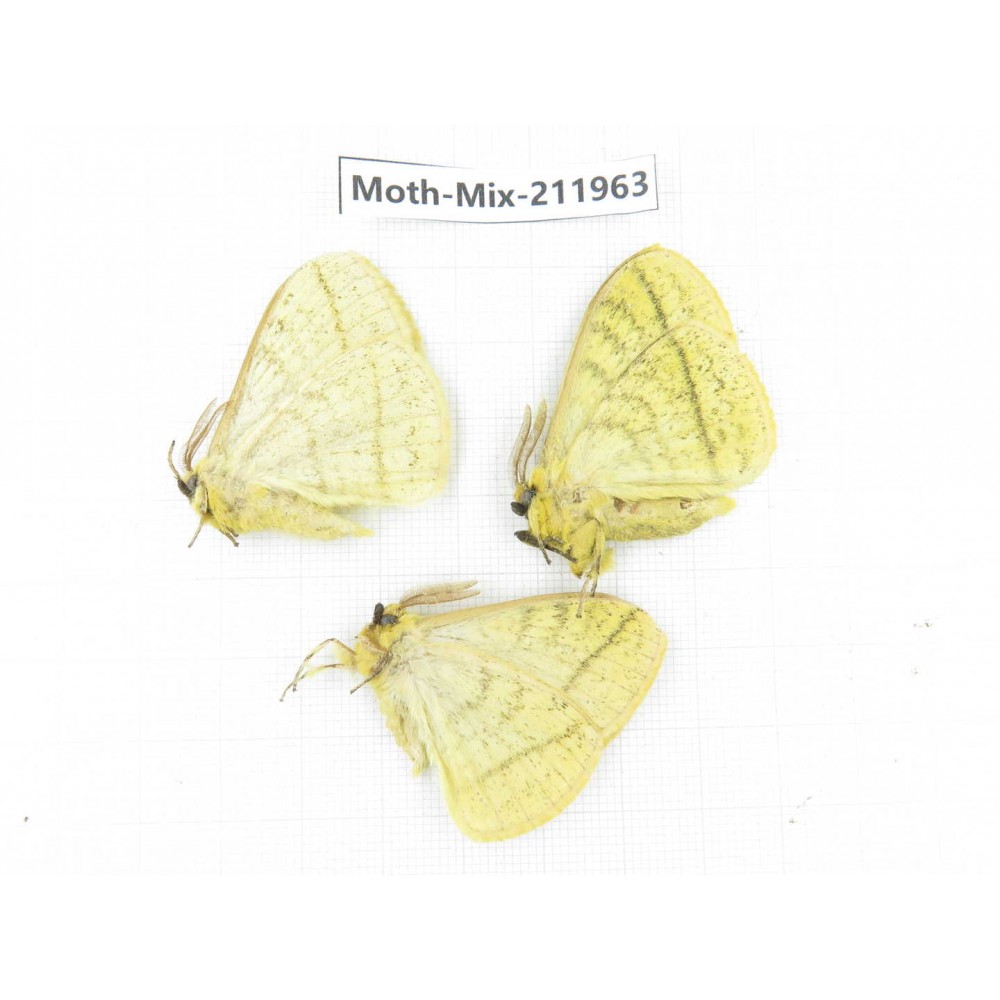 Moths sp. China, Yunnan, Chuxiong, Shuangbai county, N of Mt.Ailaoshan. 3Pcs. Moth-Mix-211963.
