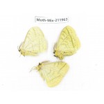 Moths sp. China, Yunnan, Chuxiong, Shuangbai county, N of Mt.Ailaoshan. 3Pcs. Moth-Mix-211963.