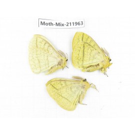 Moths sp. China, Yunnan, Chuxiong, Shuangbai county, N of Mt.Ailaoshan. 3Pcs. Moth-Mix-211963.