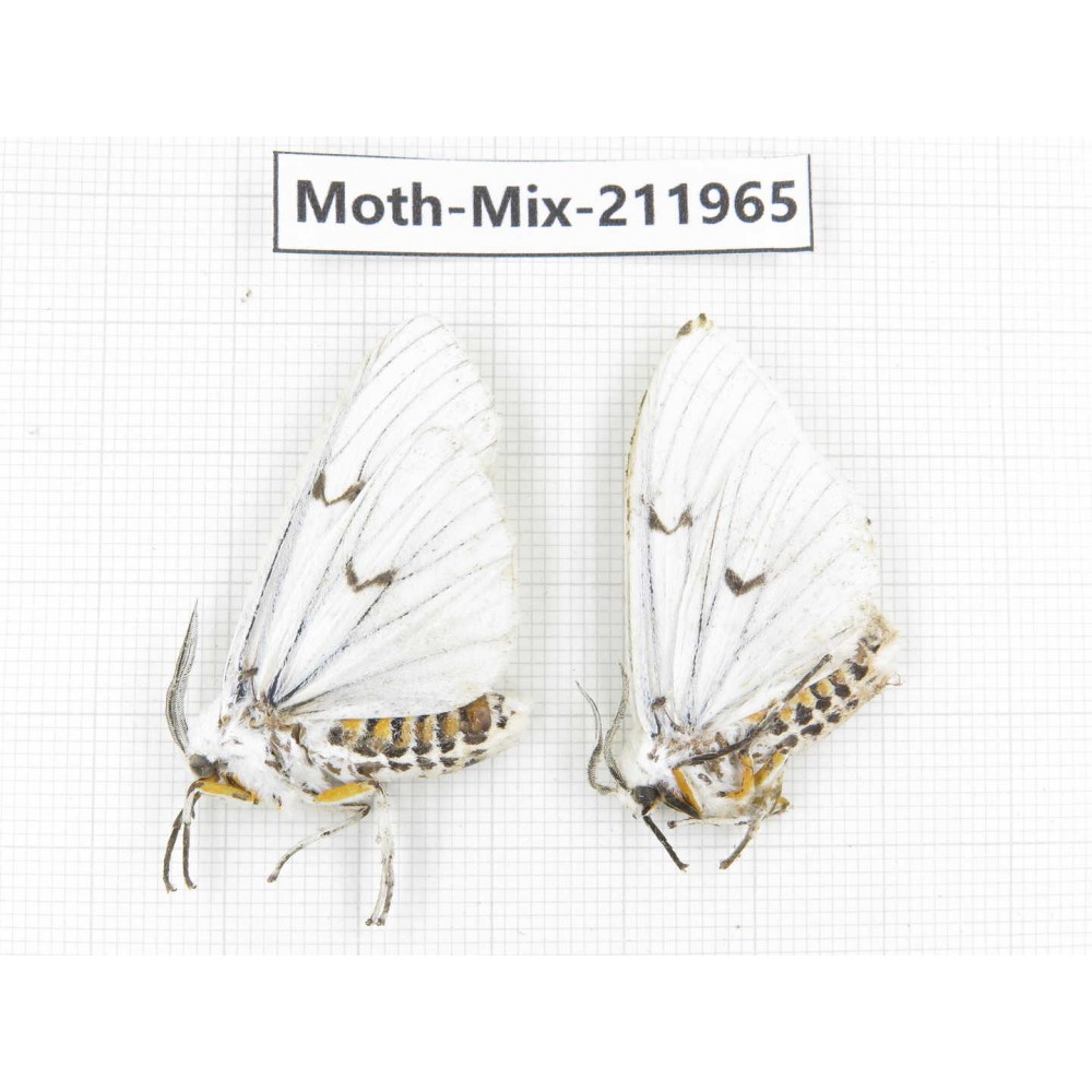 Moths sp. China, Yunnan, Chuxiong, Shuangbai county, N of Mt.Ailaoshan. 2Pcs. Moth-Mix-211965.