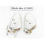 Moths sp. China, Yunnan, Chuxiong, Shuangbai county, N of Mt.Ailaoshan. 2Pcs. Moth-Mix-211965.
