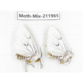Moths sp. China, Yunnan, Chuxiong, Shuangbai county, N of Mt.Ailaoshan. 2Pcs. Moth-Mix-211965.