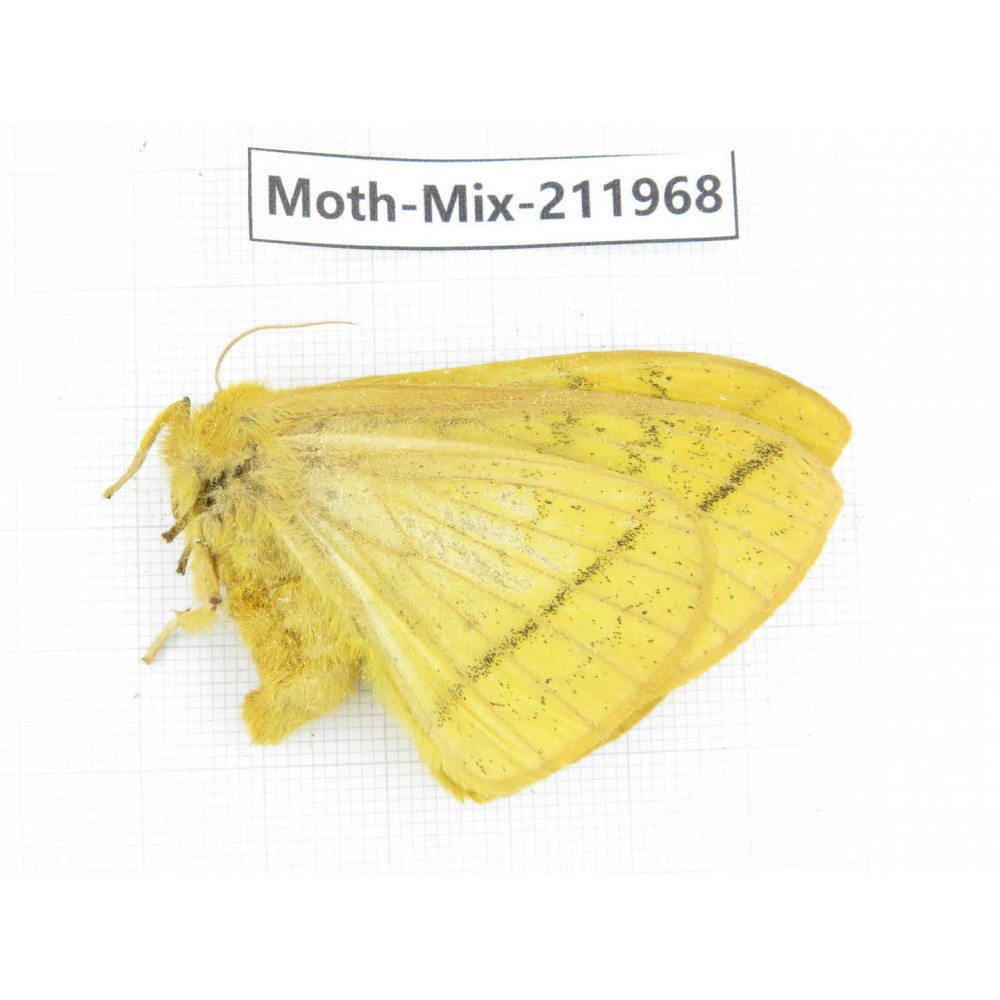 Moths sp. China, Yunnan, Chuxiong, Shuangbai county, N of Mt.Ailaoshan. 1Pcs. Moth-Mix-211968.