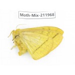Moths sp. China, Yunnan, Chuxiong, Shuangbai county, N of Mt.Ailaoshan. 1Pcs. Moth-Mix-211968.