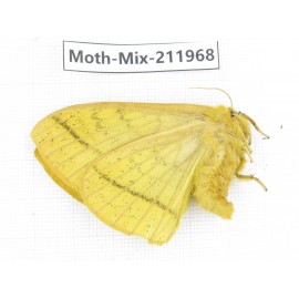 Moths sp. China, Yunnan, Chuxiong, Shuangbai county, N of Mt.Ailaoshan. 1Pcs. Moth-Mix-211968.