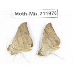 Moths sp. China, Yunnan, Chuxiong, Shuangbai county, N of Mt.Ailaoshan. 2Pcs. Moth-Mix-211976.