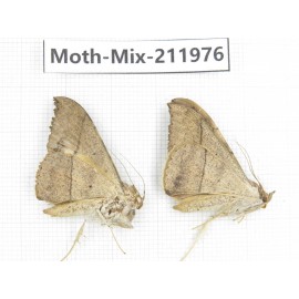 Moths sp. China, Yunnan, Chuxiong, Shuangbai county, N of Mt.Ailaoshan. 2Pcs. Moth-Mix-211976.