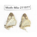 Moths sp. China, Yunnan, Chuxiong, Shuangbai county, N of Mt.Ailaoshan. 2Pcs. Moth-Mix-211977.