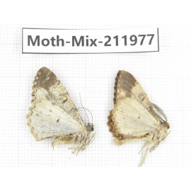 Moths sp. China, Yunnan, Chuxiong, Shuangbai county, N of Mt.Ailaoshan. 2Pcs. Moth-Mix-211977.