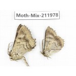 Moths sp. China, Yunnan, Chuxiong, Shuangbai county, N of Mt.Ailaoshan. 2Pcs. Moth-Mix-211978.