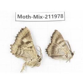 Moths sp. China, Yunnan, Chuxiong, Shuangbai county, N of Mt.Ailaoshan. 2Pcs. Moth-Mix-211978.