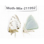 Moths sp. China, Yunnan, Chuxiong, Shuangbai county, N of Mt.Ailaoshan. 2Pcs. Moth-Mix-211992.