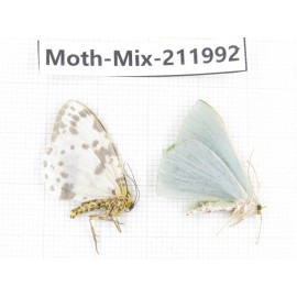 Moths sp. China, Yunnan, Chuxiong, Shuangbai county, N of Mt.Ailaoshan. 2Pcs. Moth-Mix-211992.