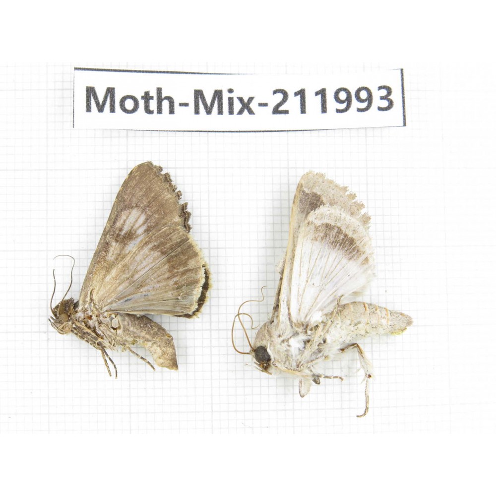 Moths sp. China, Yunnan, Chuxiong, Shuangbai county, N of Mt.Ailaoshan. 2Pcs. Moth-Mix-211993.