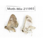 Moths sp. China, Yunnan, Chuxiong, Shuangbai county, N of Mt.Ailaoshan. 2Pcs. Moth-Mix-211993.