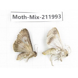 Moths sp. China, Yunnan, Chuxiong, Shuangbai county, N of Mt.Ailaoshan. 2Pcs. Moth-Mix-211993.
