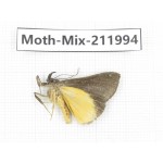 Moths sp. China, Yunnan, Chuxiong, Shuangbai county, N of Mt.Ailaoshan. 1Pcs. Moth-Mix-211994.
