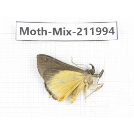 Moths sp. China, Yunnan, Chuxiong, Shuangbai county, N of Mt.Ailaoshan. 1Pcs. Moth-Mix-211994.