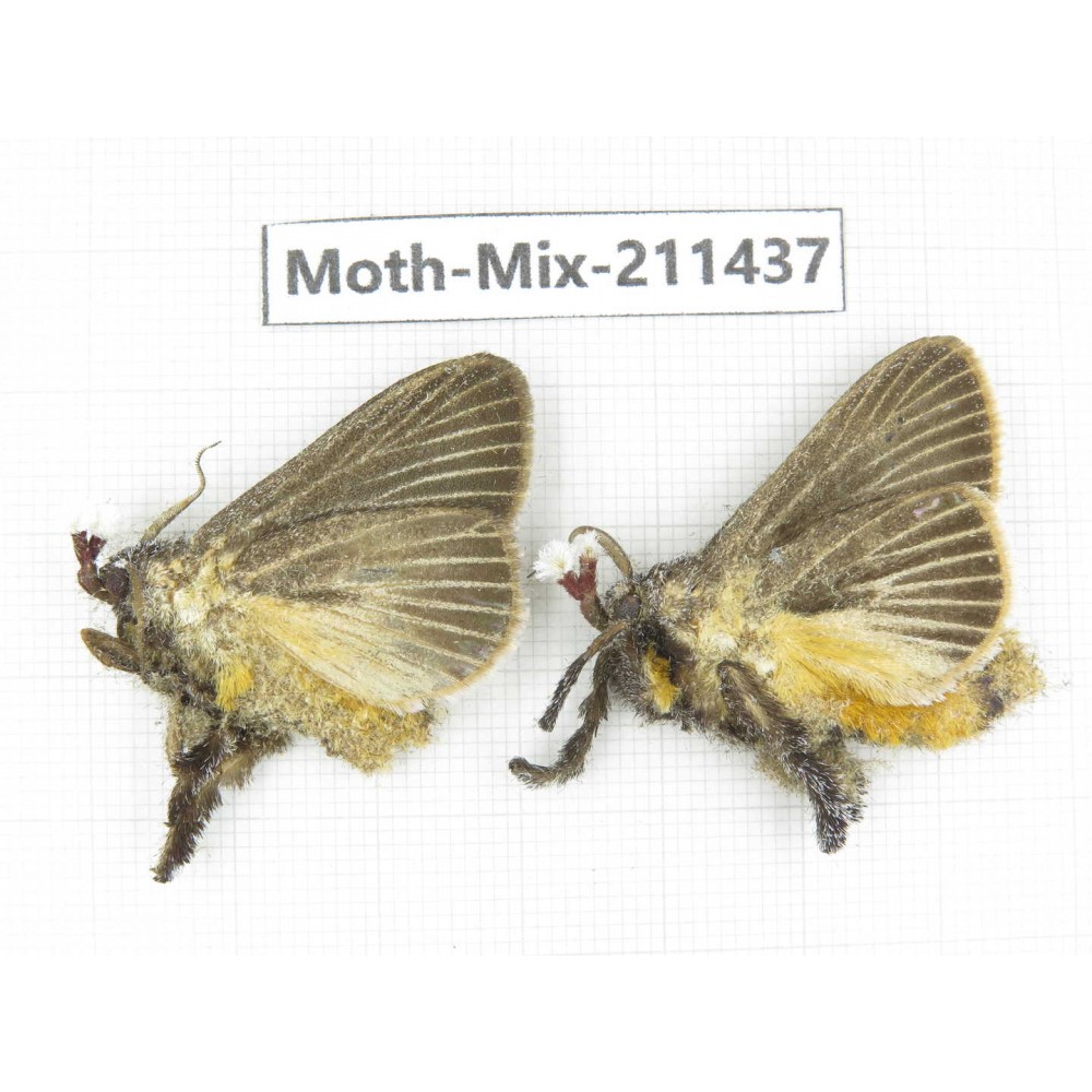 Moths sp. China, Yunnan, Dali, C of Mt.Cangshan. 2Pcs. Moth-Mix-211437.