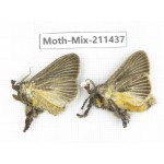 Moths sp. China, Yunnan, Dali, C of Mt.Cangshan. 2Pcs. Moth-Mix-211437.