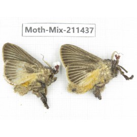 Moths sp. China, Yunnan, Dali, C of Mt.Cangshan. 2Pcs. Moth-Mix-211437.