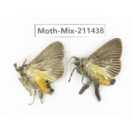 Moths sp. China, Yunnan, Dali, C of Mt.Cangshan. 2Pcs. Moth-Mix-211438.