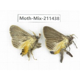 Moths sp. China, Yunnan, Dali, C of Mt.Cangshan. 2Pcs. Moth-Mix-211438.