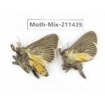 Moths sp. China, Yunnan, Dali, C of Mt.Cangshan. 2Pcs. Moth-Mix-211439.