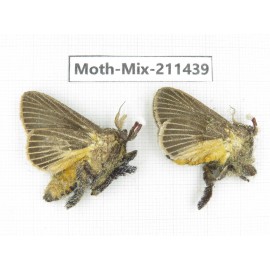 Moths sp. China, Yunnan, Dali, C of Mt.Cangshan. 2Pcs. Moth-Mix-211439.