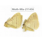 Moths sp. China, Yunnan, Dali, C of Mt.Cangshan. 2M. Moth-Mix-211456.