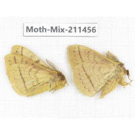 Moths sp. China, Yunnan, Dali, C of Mt.Cangshan. 2M. Moth-Mix-211456.
