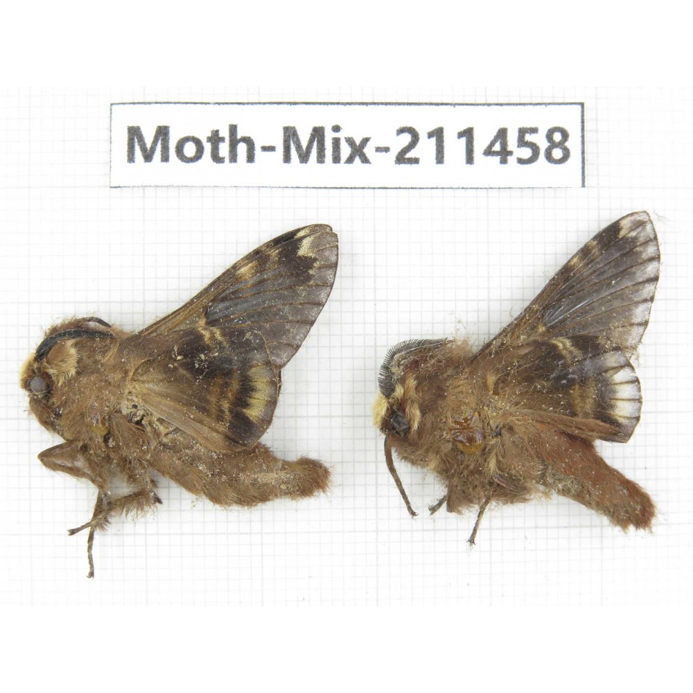 Moths sp. China, Yunnan, Dali, C of Mt.Cangshan. 2Pcs. Moth-Mix-211458.