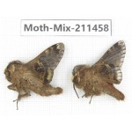 Moths sp. China, Yunnan, Dali, C of Mt.Cangshan. 2Pcs. Moth-Mix-211458.
