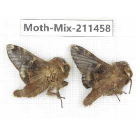 Moths sp. China, Yunnan, Dali, C of Mt.Cangshan. 2Pcs. Moth-Mix-211458.