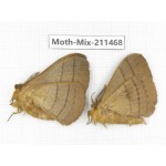 Moths sp. China, Yunnan, Dali, C of Mt.Cangshan. 2M. Moth-Mix-211468.