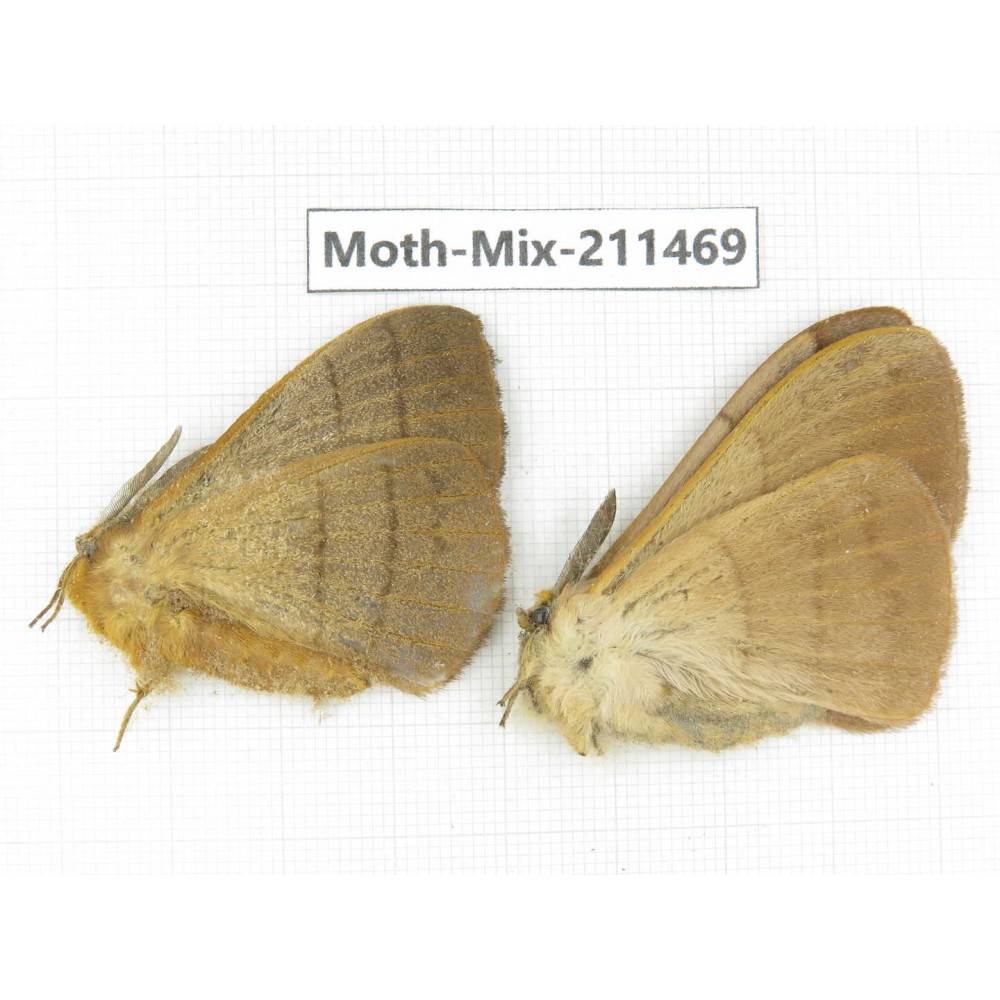 Moths sp. China, Yunnan, Dali, C of Mt.Cangshan. 2M. Moth-Mix-211469.