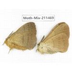 Moths sp. China, Yunnan, Dali, C of Mt.Cangshan. 2M. Moth-Mix-211469.
