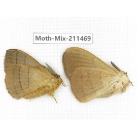 Moths sp. China, Yunnan, Dali, C of Mt.Cangshan. 2M. Moth-Mix-211469.