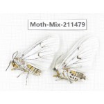 Moths sp. China, Yunnan, Dali, C of Mt.Cangshan. 2Pcs. Moth-Mix-211479.
