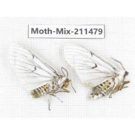 Moths sp. China, Yunnan, Dali, C of Mt.Cangshan. 2Pcs. Moth-Mix-211479.