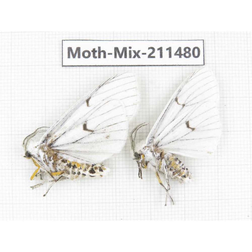 Moths sp. China, Yunnan, Dali, C of Mt.Cangshan. 2Pcs. Moth-Mix-211480.