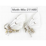 Moths sp. China, Yunnan, Dali, C of Mt.Cangshan. 2Pcs. Moth-Mix-211480.