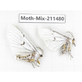 Moths sp. China, Yunnan, Dali, C of Mt.Cangshan. 2Pcs. Moth-Mix-211480.