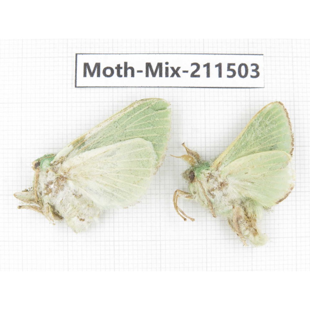 Moths sp. China, Yunnan, Dali, C of Mt.Cangshan. 2Pcs. Moth-Mix-211503.