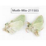 Moths sp. China, Yunnan, Dali, C of Mt.Cangshan. 2Pcs. Moth-Mix-211503.