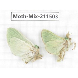 Moths sp. China, Yunnan, Dali, C of Mt.Cangshan. 2Pcs. Moth-Mix-211503.