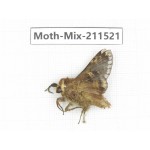 Moths sp. China, Yunnan, Dali, C of Mt.Cangshan. 1M. Moth-Mix-211521.