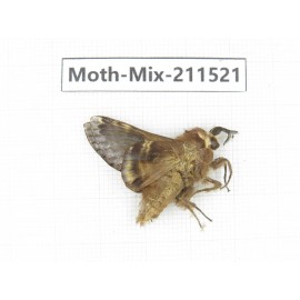 Moths sp. China, Yunnan, Dali, C of Mt.Cangshan. 1M. Moth-Mix-211521.
