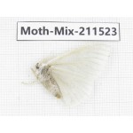 Moths sp. China, Yunnan, Dali, C of Mt.Cangshan. 1M. Moth-Mix-211523.